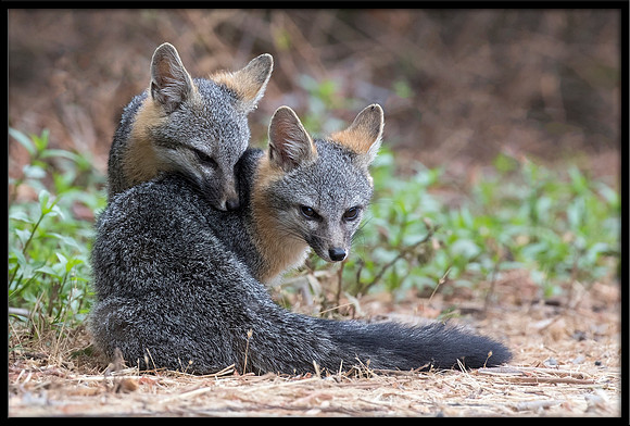 Grey Fox