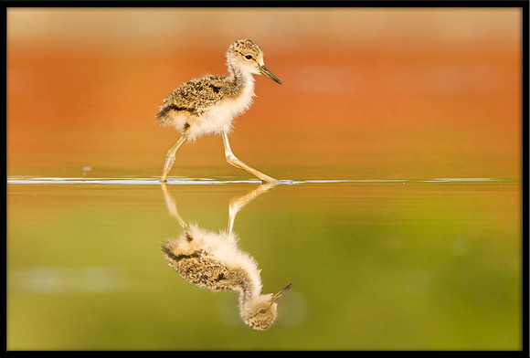 Black-necked Stilt chick