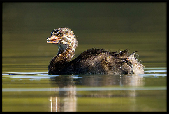 Pied-billed Grebe chick