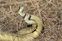 Rattlesnakes mating