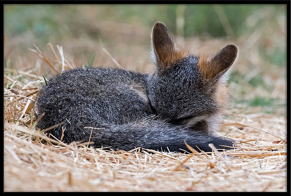 Grey Fox