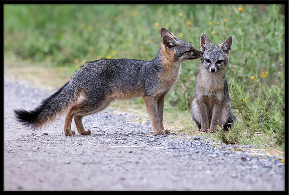 Grey Fox