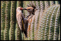 Gilded Flicker