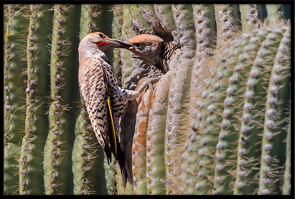 Gilded Flicker