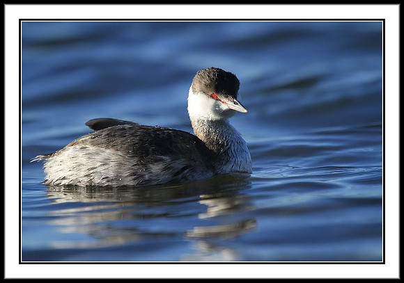Horned Grebe