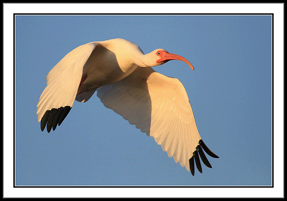 White Ibis