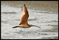 Long-billed Curlew