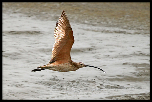 Long-billed Curlew