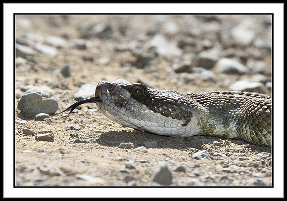 Rattlesnake
