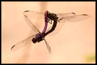 Dragonflies Mating