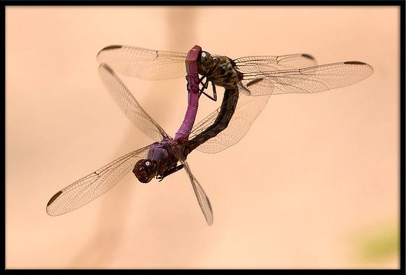 Dragonflies Mating