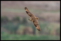 Short-eared Owl