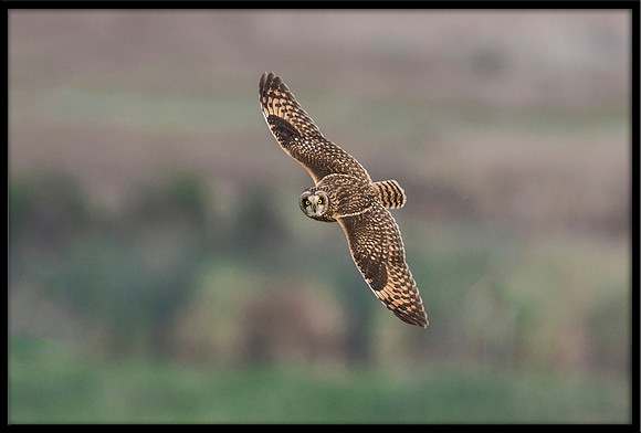 Short-eared Owl