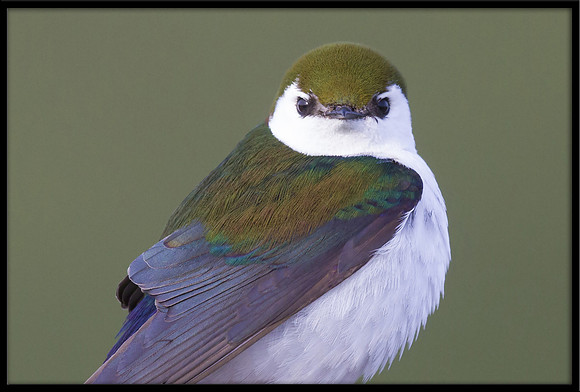 Violet-green Swallow