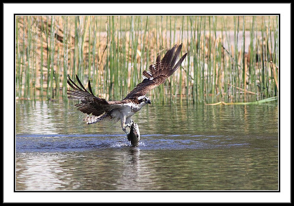Osprey