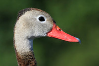 Black-bellied Whistling Ducks