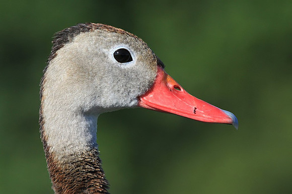 Black-bellied Whistling Duck portrait