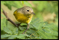 Nashville Warbler