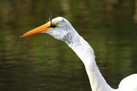 Great Egret swallowing a Moorhen
