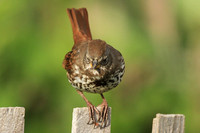 Fox Sparrow