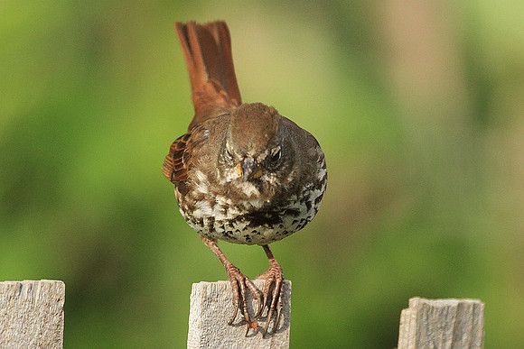 Fox Sparrow