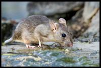 Rat