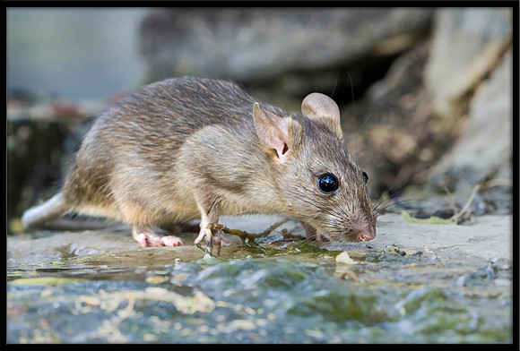 Rat