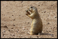 Prairie Dog on the lookout (Albuquerque, New Mexico)