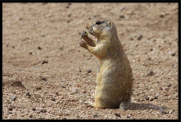 Prairie Dog on the lookout (Albuquerque, New Mexico)
