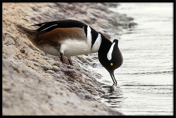 Hooded Merganser