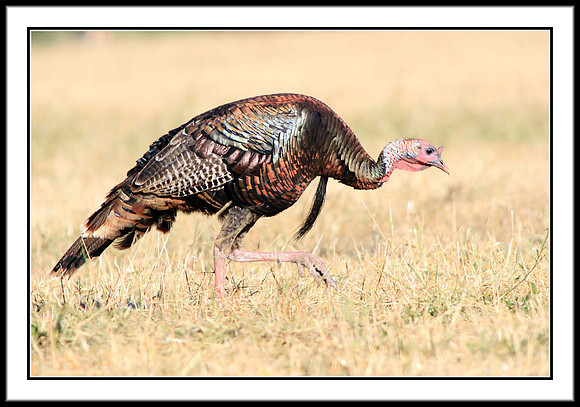 Wild Turkey