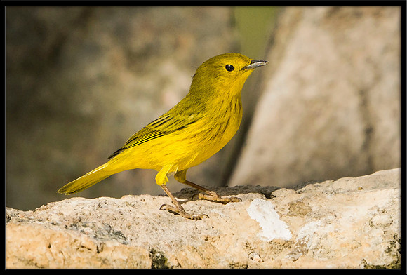 Yellow Warbler