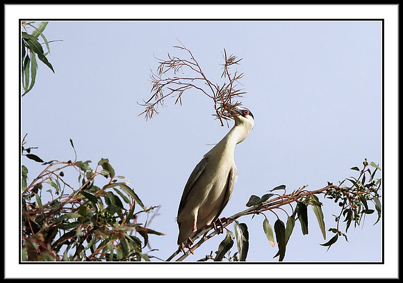 Black-crowned Night Heron with nesting material