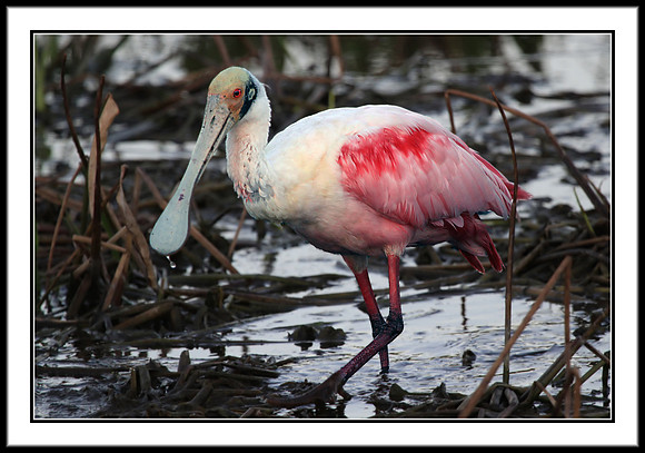 Spoonbill