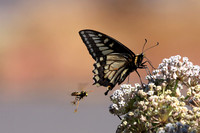 Butterfly and bee