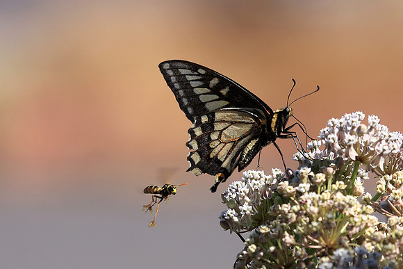 Butterfly and bee
