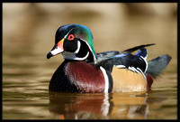 Wood Duck