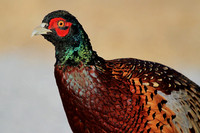 Ring-necked Pheasant