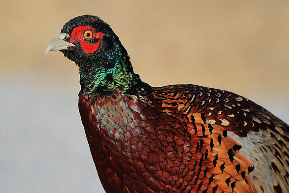 Ring-necked Pheasant
