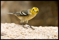 Hermit Warbler