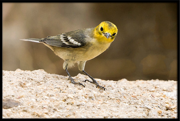 Hermit Warbler