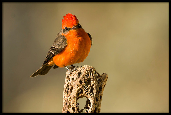 Vermilion Flycatcher