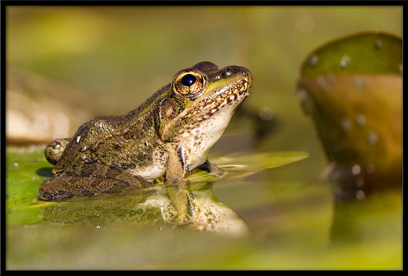 Rio Grande Leopard Frog
