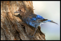 Steller's Jay