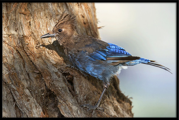 Steller's Jay