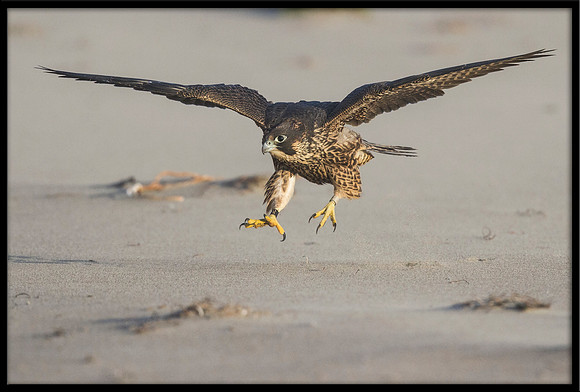 Peregrine Falcon chick