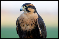 Aplomado Falcon