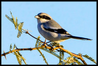 Loggerhead Shrike