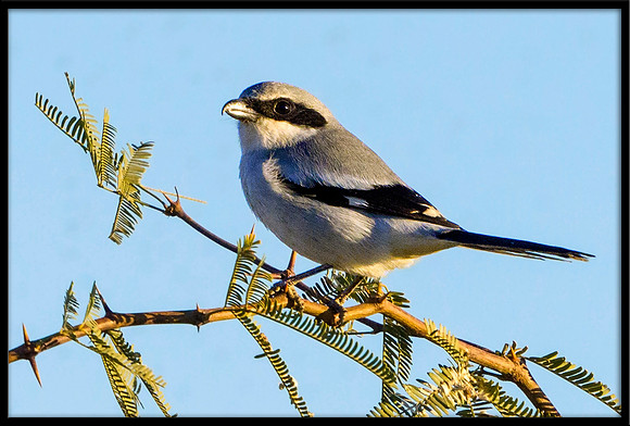 Loggerhead Shrike
