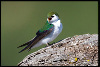 Violet-green Swallow